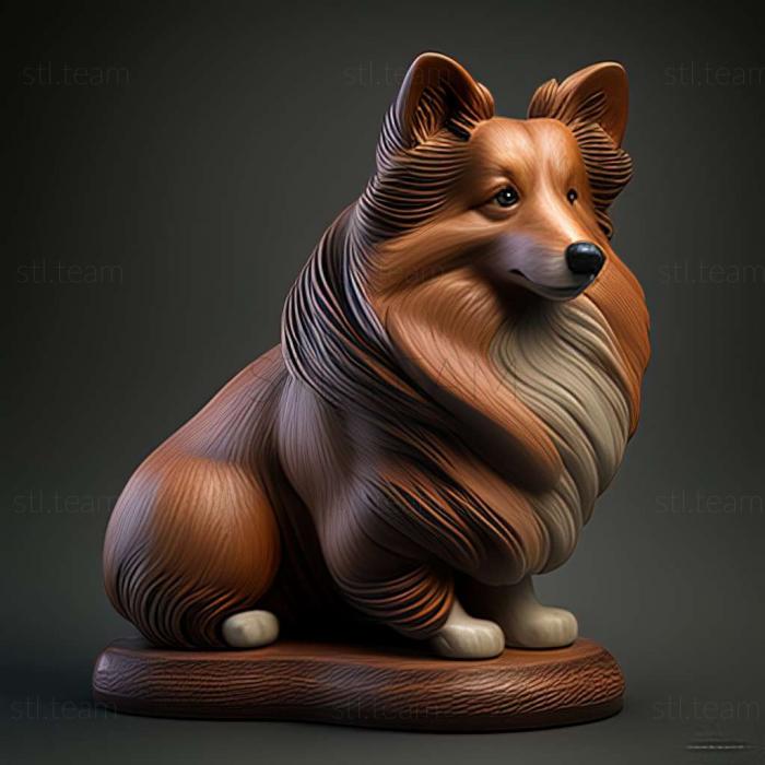 Sheltie dog